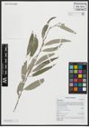 Foto von Salix alba L.